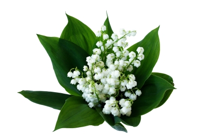 muguet.jpg